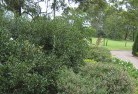 NSW Parkesresidential-landscaping-35.jpg; ?>